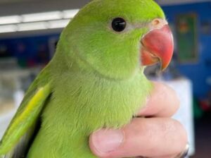 All parrot’s selling available all India over