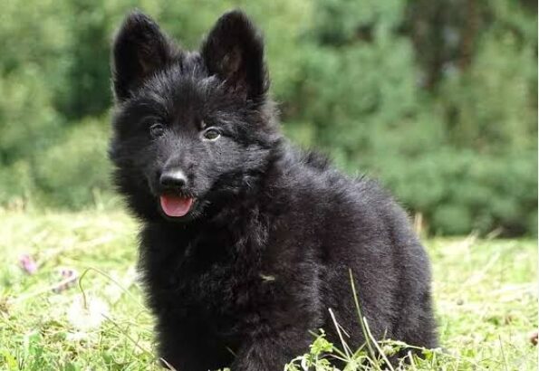 All Dog,s selling available all India over ho