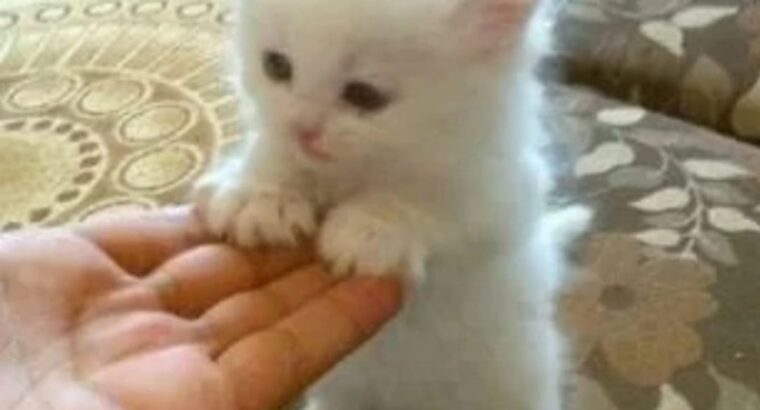 All cat’s selling available all India over ho