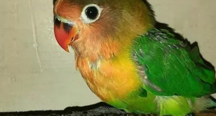 All parrot’s selling available all India over