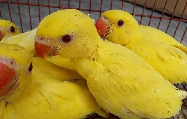 All parrots selling available all India over