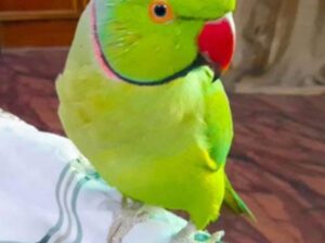 All parrot’s selling available all India over