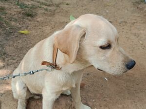 Labrador puppy sell C.N-7848964163