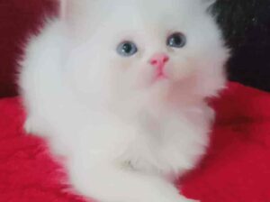 All cat’s selling available all India over ho