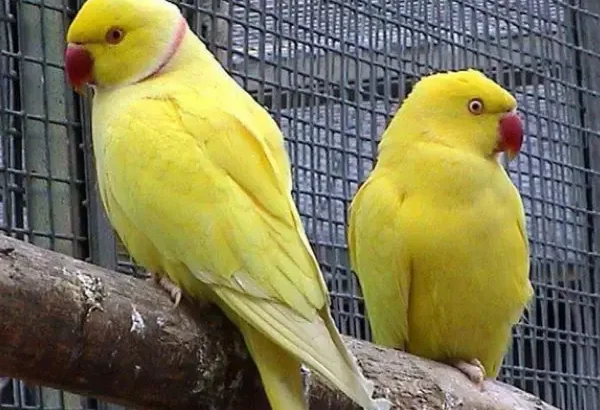 All parrots selling available all India over