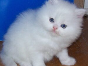 All cat’s selling available all India over ho