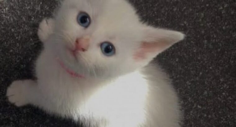 All cat’s selling available all India over ho