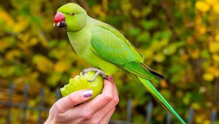 All parrots selling available all India over