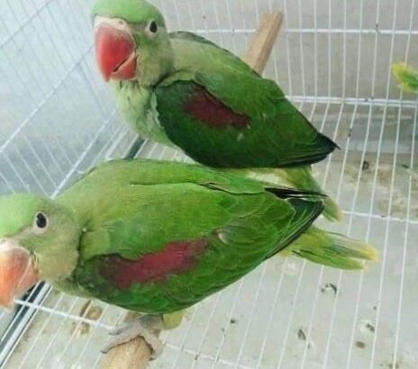 Call me sar 8571030626