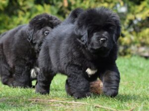 Beautiful Newfoundland puppies available for sale.