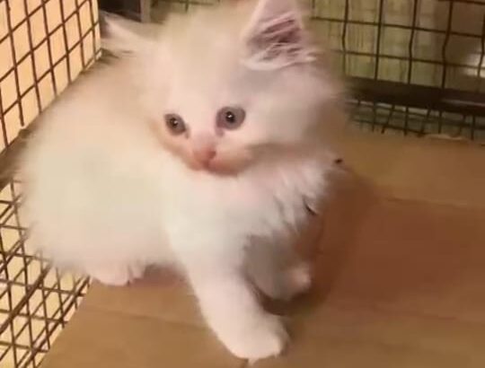 6913810073 paret dog cate shop all India home deli