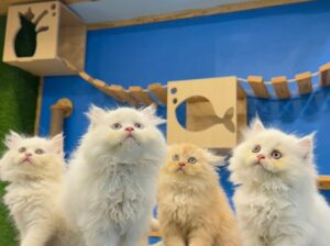 7015533934 paret dog cate shop all India home deli