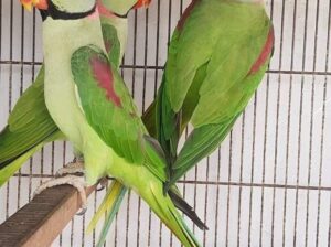 𝐖𝐞𝐥𝐜𝐨𝐦𝐞 👉 Dinesh pet shop🦜 1 Parrort