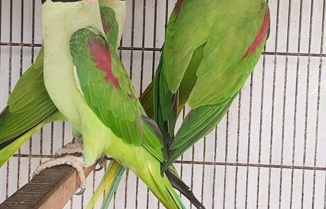 𝐖𝐞𝐥𝐜𝐨𝐦𝐞 👉 Dinesh pet shop🦜 1 Parrort