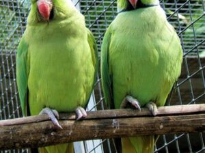 𝐖𝐞𝐥𝐜𝐨𝐦𝐞 👉 Dinesh pet shop🦜 1 Parrort