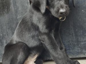 Pure Black Labrador puppy for Sales