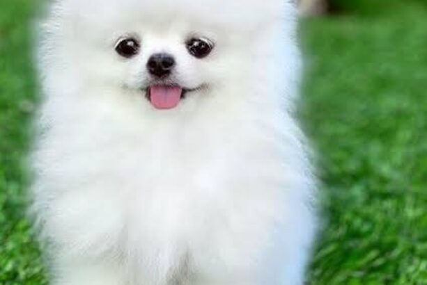 free dog all India transfer