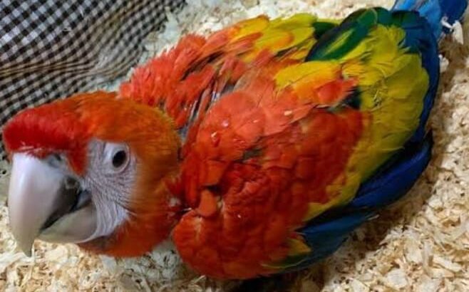 All parrots selling available all India over