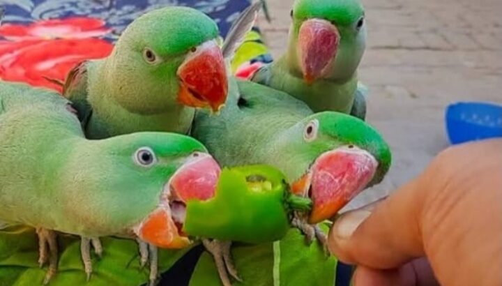 All parrot’s selling available all India over
