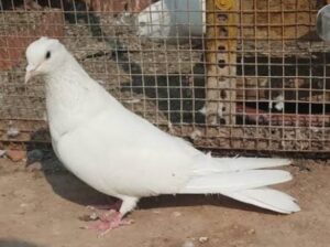 All pigeon’s selling available all India over