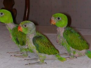 All parrot’s selling available all India over