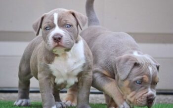 All Dog,s selling available all India over ho