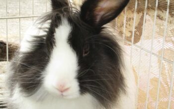 All rabbit,s selling available all India over