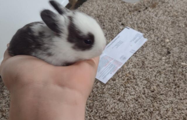 All rabbit,s selling available all India over