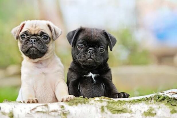 free dog all India transfer call me