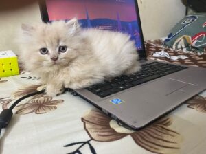 for persian kitten call 7838239545