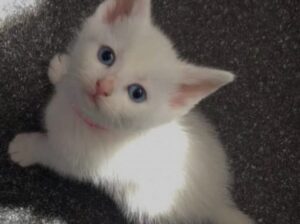 All cat’s selling available all India over ho