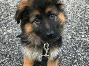 free dog all India transfer call me