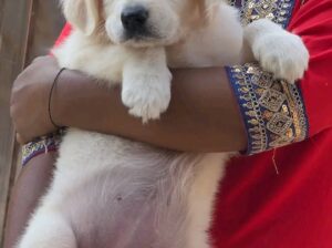 GOLDEN RETRIEVER PUPPY