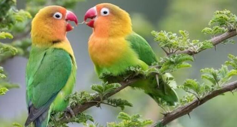 All parrots selling available all India over