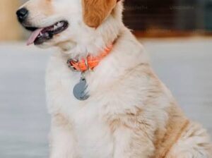 All dog’s selling available all India over ho