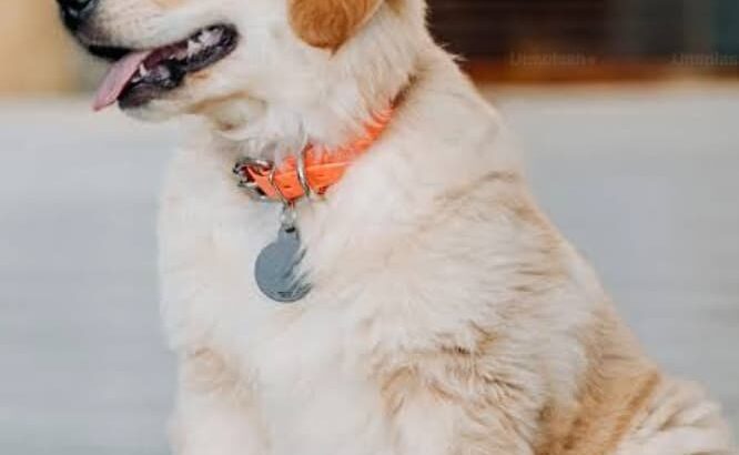 All dog’s selling available all India over ho