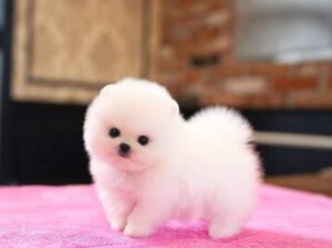 Pomeranian