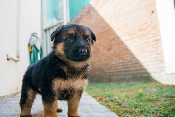 free dog all India transfer call me