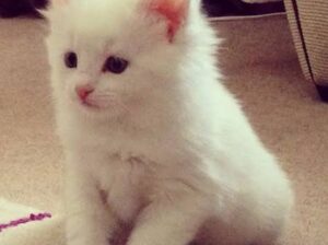 All cat’s selling available all India over ho