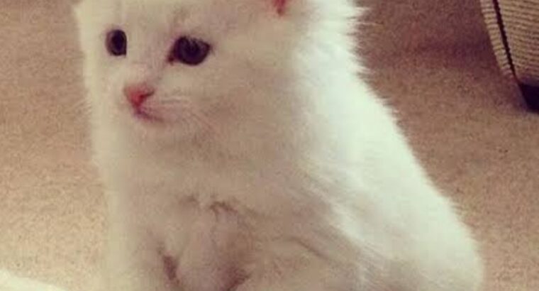 All cat’s selling available all India over ho