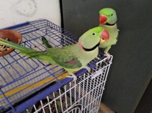 All parrot’s selling available all India over