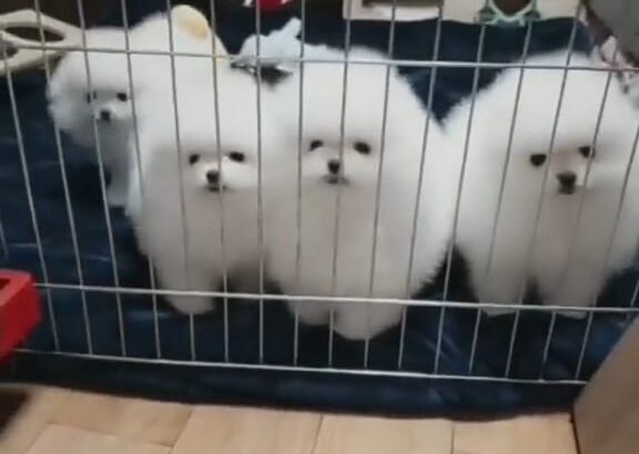 Pomeranian