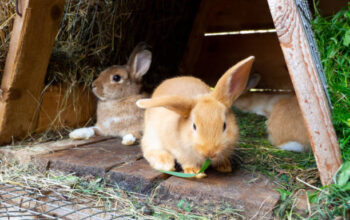 All rabbit,s selling available all India over