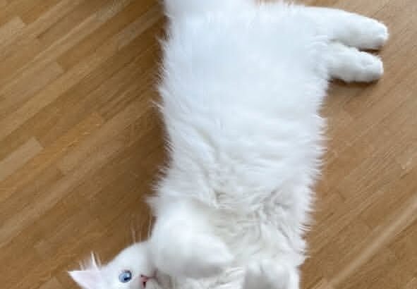 free dog all India transfer call me