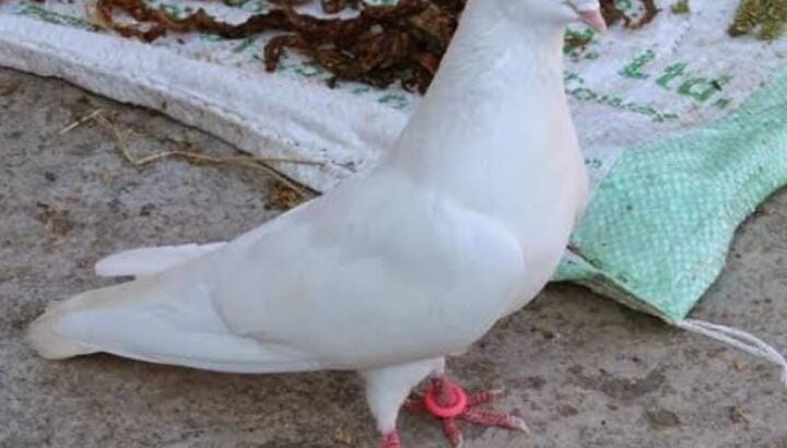 All pigeon’s selling available all India over