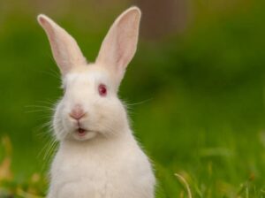 All rabbit,s selling available all India over