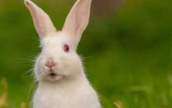 All rabbit,s selling available all India over