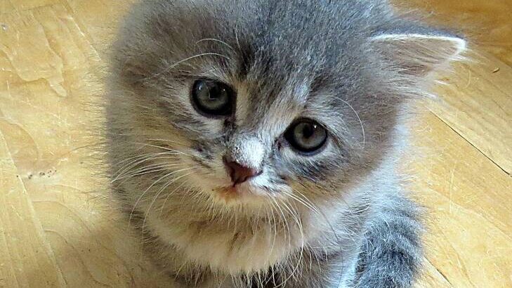 All cat’s selling available all India over ho