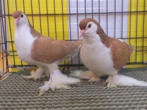 All pigeons , selling available all India ove