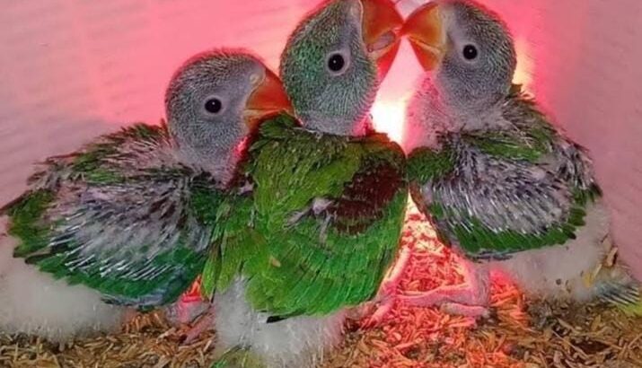 All parrot’s selling available all India over